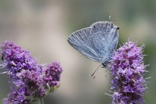 Mavi Sevbeni (Satyrium armenum)