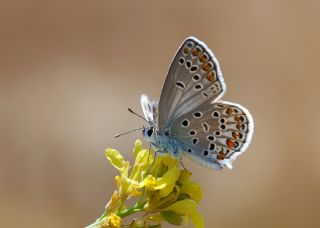 Doulu Esmergz (Plebejus carmon)