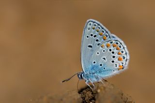 Anadolu Esmergz (Plebejus modicus)