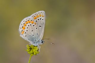 Anadolu Esmergz (Plebejus modicus)