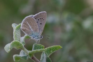 Lacivert Anadolu okgzls (Polyommatus actis )