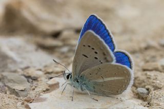 Lacivert Anadolu okgzls (Polyommatus actis )