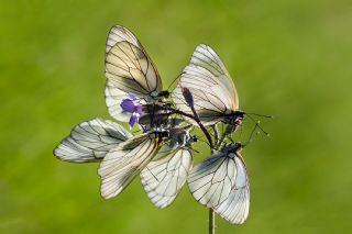 Al Beyaz (Aporia crataegi)