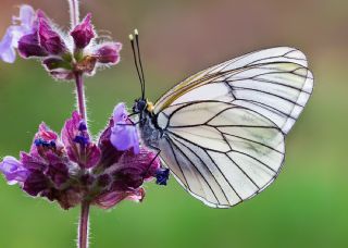 Al Beyaz (Aporia crataegi)