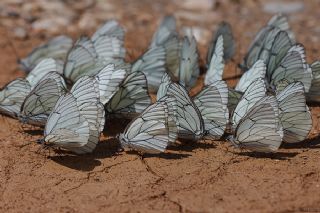 Al Beyaz (Aporia crataegi)