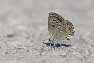 Acem okgzls (Polyommatus alcedo)