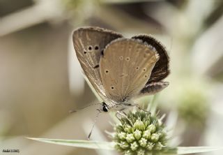 okgzl Anadolu Tyls (Polyommatus antidolus)