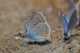 okgzl Gzel Mavi (Polyommatus bellis)