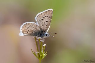 okgzl Kk Turan Mavisi (Polyommatus cornelius)