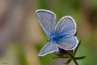 okgzl Kk Turan Mavisi (Polyommatus cornelius)