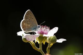 okgzl Kk Turan Mavisi (Polyommatus cornelius)