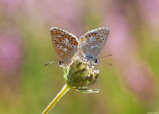 okgzl Anadolu Mavisi (Aricia crassipunctus)