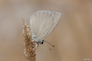 Mezopotamya okgzls (Polyommatus dama)