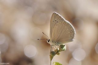 Mezopotamya okgzls (Polyommatus dama)