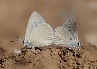 Mezopotamya okgzls (Polyommatus dama)