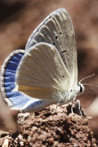 Mezopotamya okgzls (Polyommatus dama)