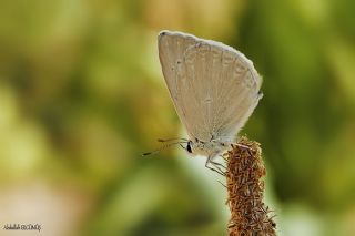 Mezopotamya okgzls (Polyommatus dama)