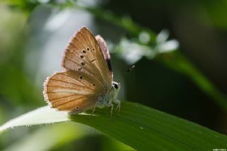 Erivan Anormal okgzls (Polyommatus eriwanensis)