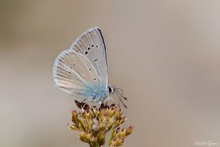 okgzl figenya (Polyommatus iphigenia)