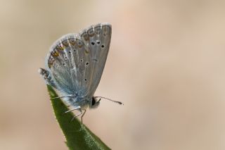 okgzl Toros Mavisi (Aricia isauricus)