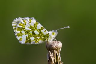 Turuncu Ssl (Anthocharis cardamines)