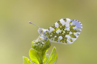 Turuncu Ssl (Anthocharis cardamines)