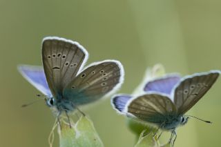 �okg�zl� T�rk Mavisi&nbsp;(Polyommatus&nbsp;turcicus)