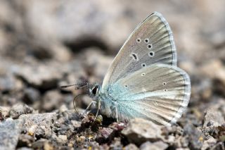 okgzl Trk Mavisi (Polyommatus turcicus)