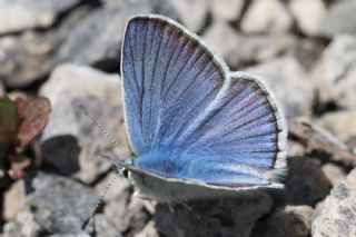 okgzl Trk Mavisi (Polyommatus turcicus)