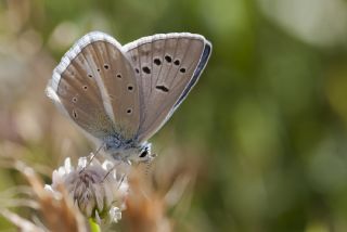 okgzl Ar Mavisi (Polyommatus vanensis)