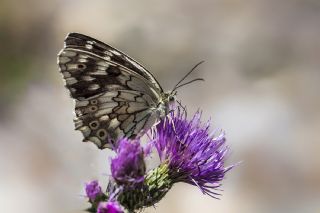 Kara Melike (Melanargia syriaca)