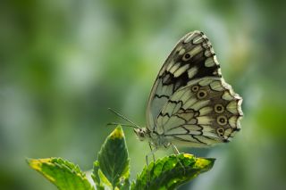 Kara Melike (Melanargia syriaca)
