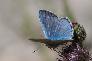 okgzl Ar Mavisi (Polyommatus vanensis)