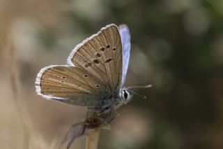 okgzl Van Mavisi (Polyommatus turcicola)