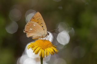 Orman Bakr Gzeli (Lycaena virgaureae)