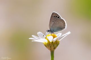 Anadolu Karag�z Mavisi&nbsp;(Glaucopsyche&nbsp;astraea)
