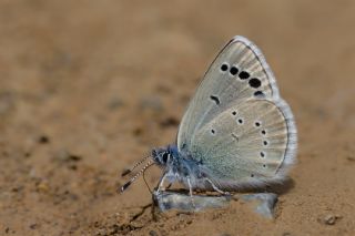 Anadolu Karagz Mavisi (Glaucopsyche astraea)