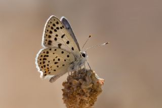 sli Bakr Gzeli (Lycaena tityrus)