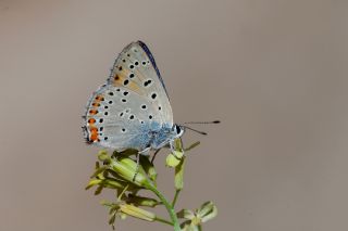 Byk Mor Bakr Gzeli (Lycaena alciphron)