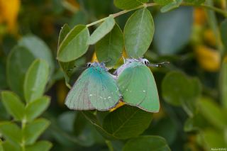 Byk Zmrt (Callophrys herculeana)