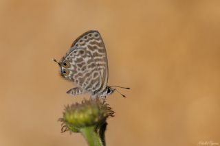 Mavi Zebra (Leptotes pirithous)