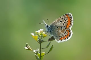 okgzl Esmer (Aricia agestis)