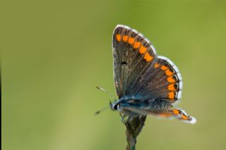 okgzl Esmer (Aricia agestis)