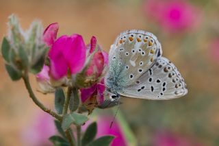 okgzl Gk Mavisi (Polyommatus bellargus)