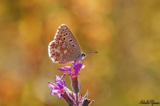 okgzl Gk Mavisi (Polyommatus bellargus)