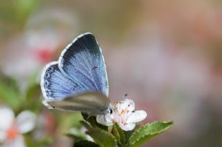 Kutsal Mavi (Celastrina argiolus)
