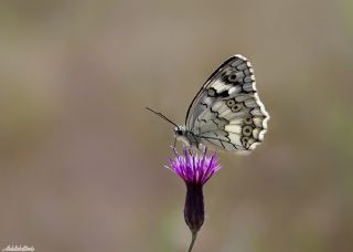 Anadolu Melikesi (Melanargia larissa)