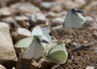 Da Beyazmelei (Pieris ergane)