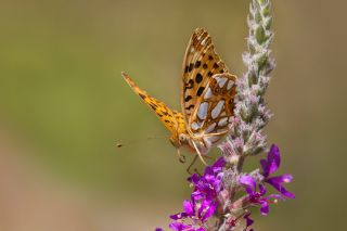 spanyol Kraliesi (Issoria lathonia)