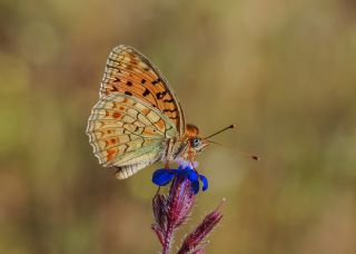 Niyobe (Fabriciana niobe)